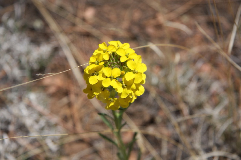 Colorado - Florissant fossil beds national monument (billede 10)