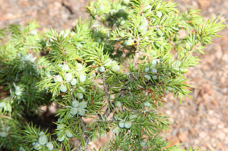 Colorado - Florissant fossil beds national monument (billede 11)