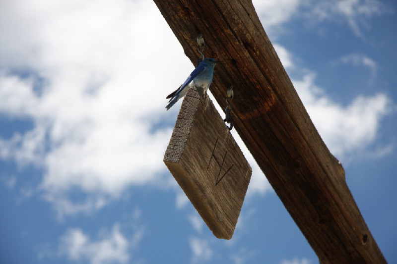 Colorado - Florissant fossil beds national monument (billede 15)