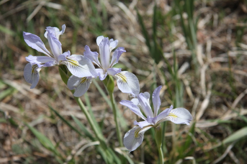 Colorado - Florissant fossil beds national monument (billede 27)