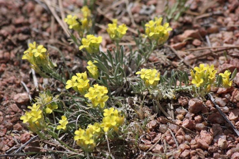 Colorado - Florissant fossil beds national monument (billede 30)