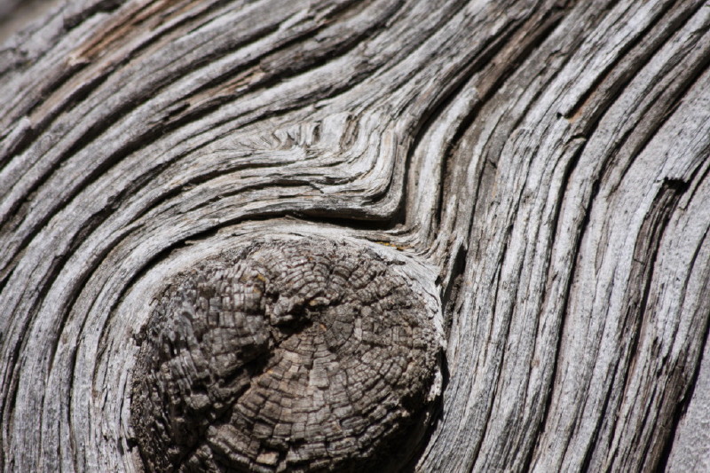 Colorado - Florissant fossil beds national monument (billede 32)