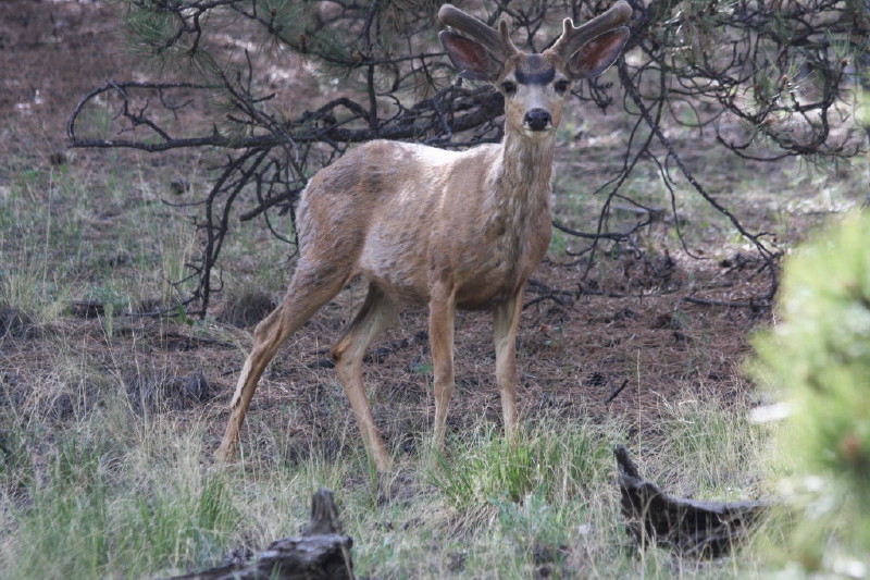 Colorado - Florissant fossil beds national monument (billede 33)