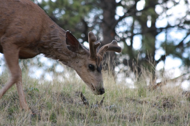 Colorado - Florissant fossil beds national monument (billede 34)