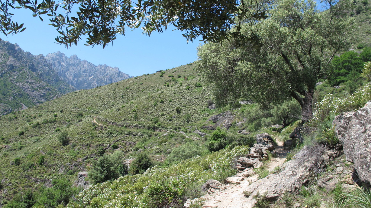 flottevandreture.dk-korsika-bastia-vandretur-30-corte-gorges-du-tavignano-til-broen-corte-03.JPG